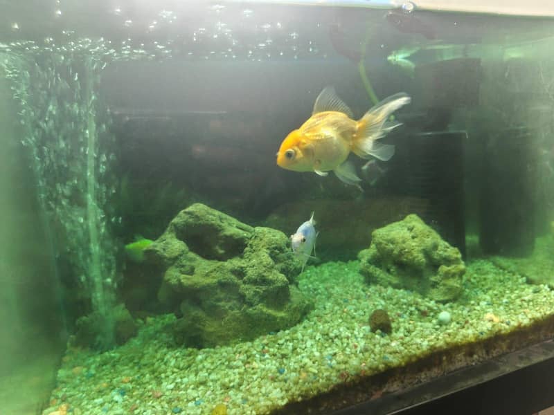 Fish for adoption 1