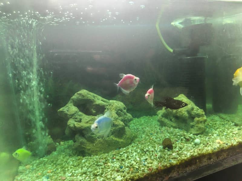 Fish for adoption 3