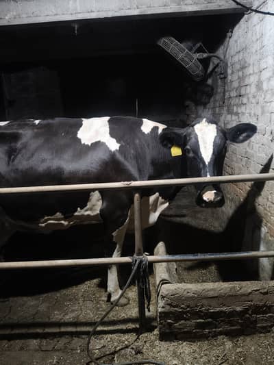Pure Australian cow
