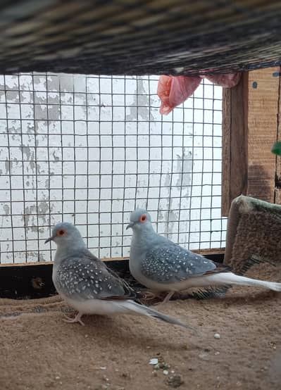 BREEDER DIAMOND DOVE 2 PAIR