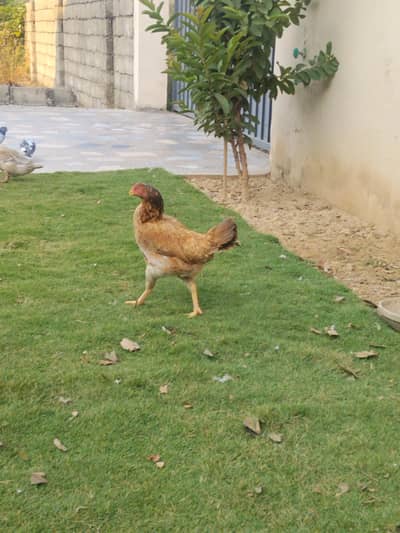karaoke hen