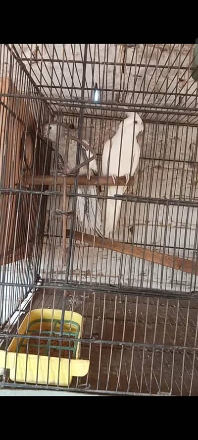 eno Mel Cherry female Cocktail breeder pair for sale