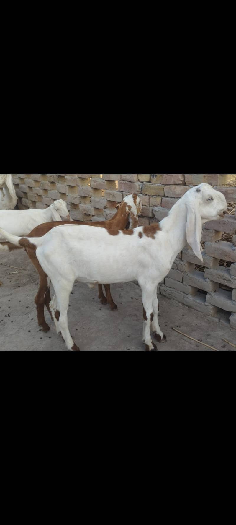 2 male Rajan Puri n barbari 1
