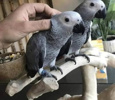 African Grey parrot for sale O3O9-31O-56-O2 my WhatsApp number