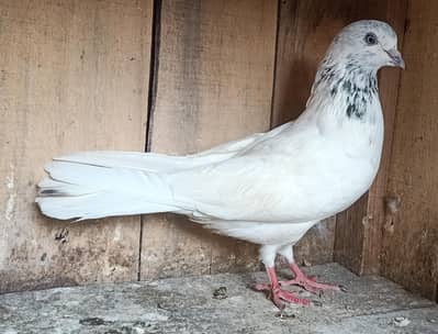 Pigeon Motyun wala nr for sale contact no. 0308-5000940