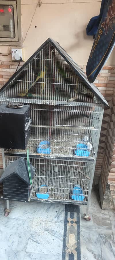 20 australian parrot male female