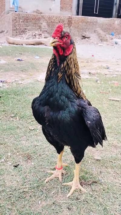 Aseel Mianwali murga for sale