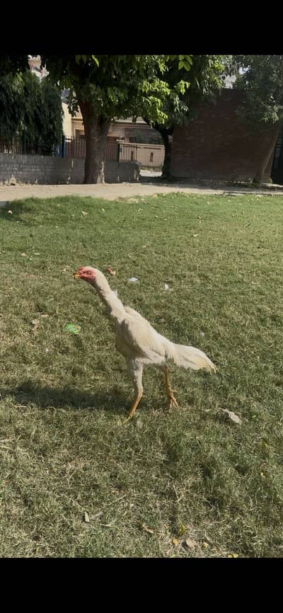 Parrot beak Shamoo Aseel patha for sale