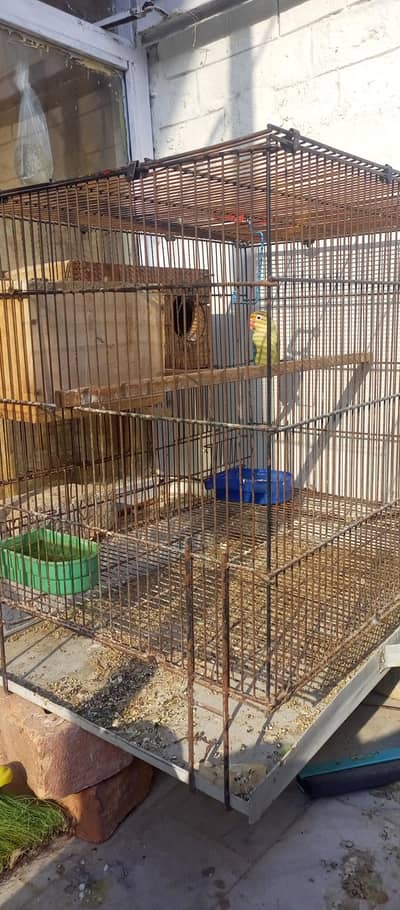 Female Lovebird With Cage and Accessories for sale