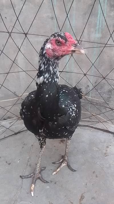 Asel Thai cross long hight female for sell