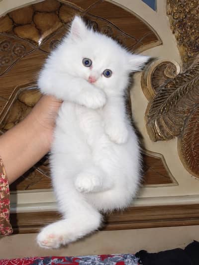 pure Persian furrball kittens