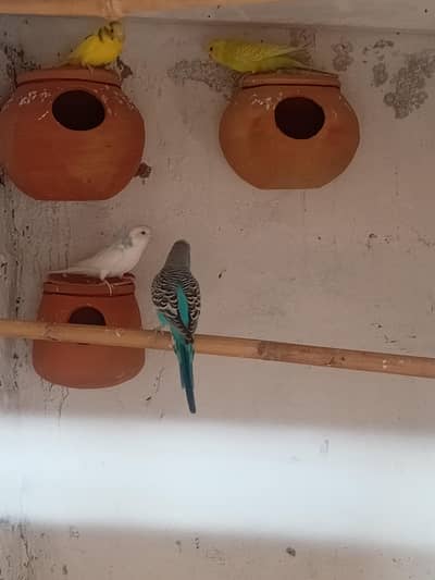 Australian breeder pair