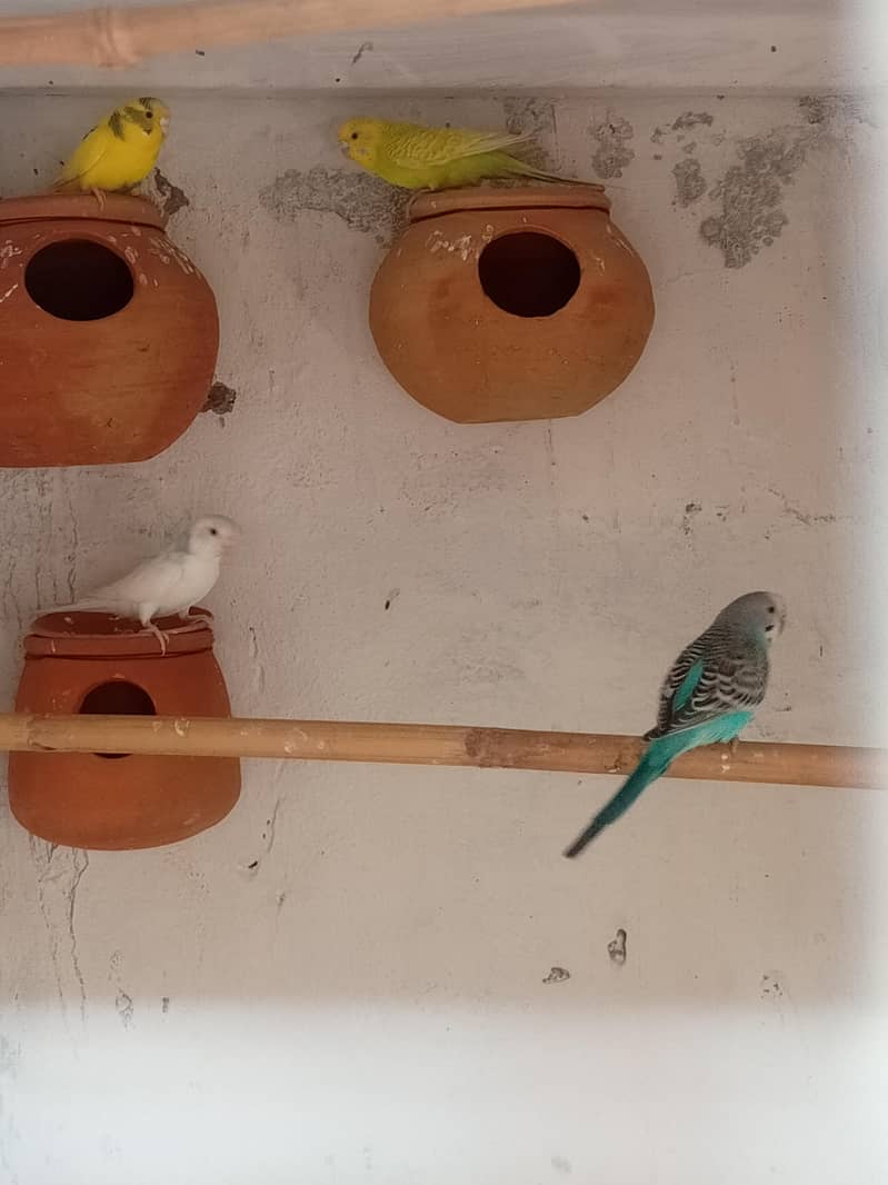 Australian breeder pair 5