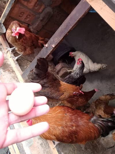 Extremely Beautiful Egg Lying Murgiya Or Khubsorat Murgy