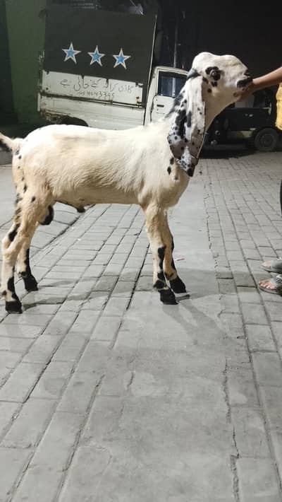 beetal goat for sale