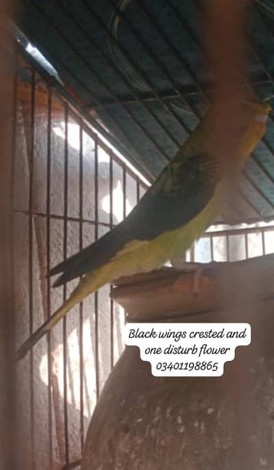 Black wing crested and one disturb flower budgie