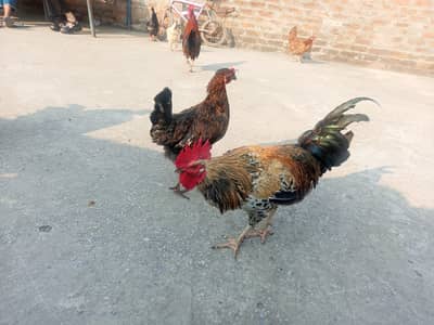 female  03 male 04 .  My number 03327839748