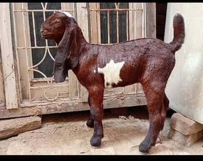Beetal bakri with female path