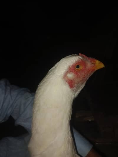 full beridra fe male