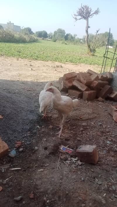 Adeel heera pair