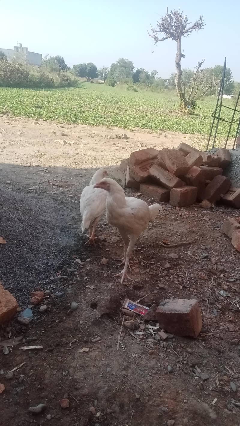 Adeel heera pair 0