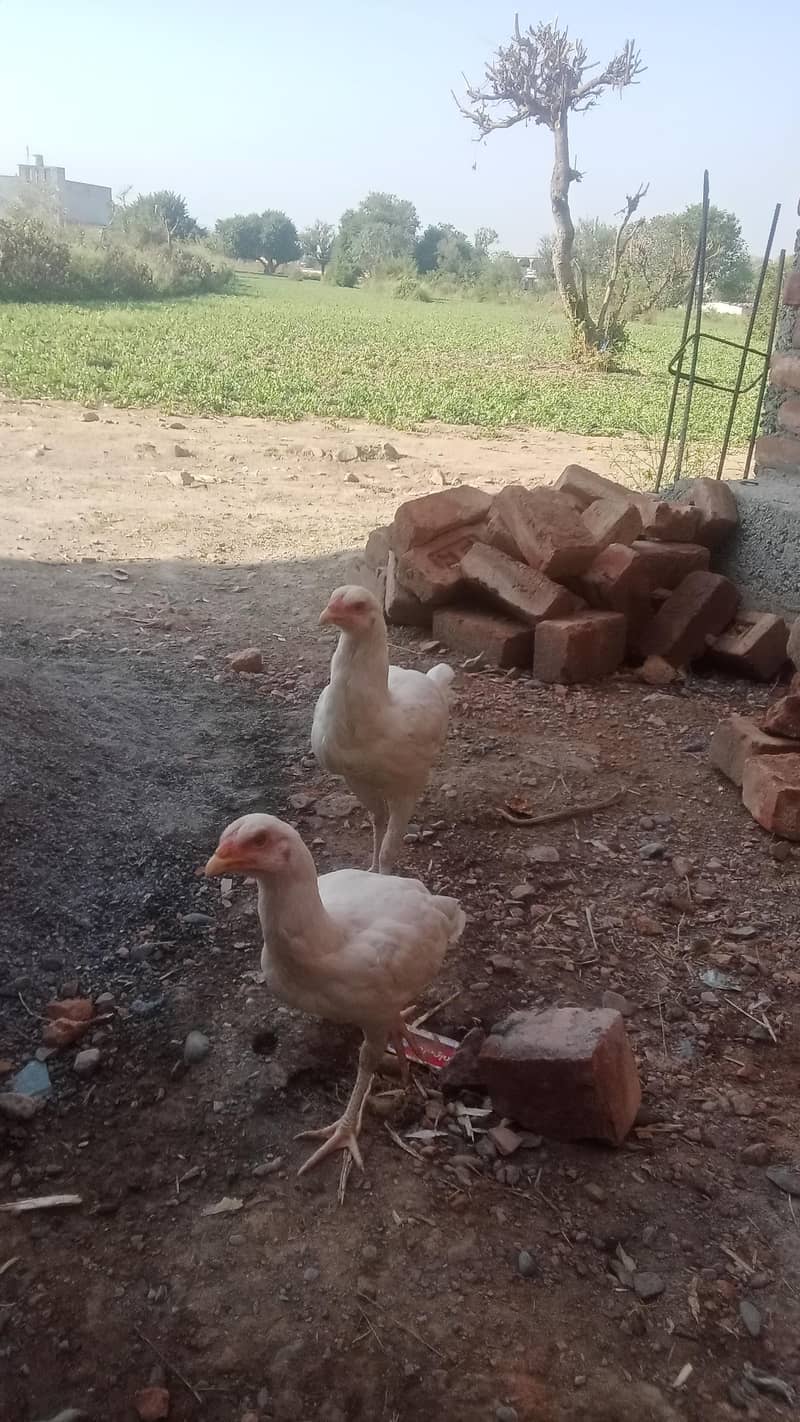 Adeel heera pair 1