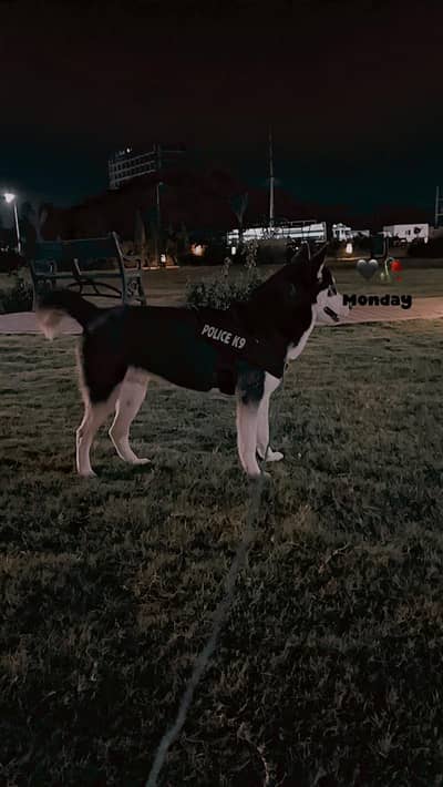 husky