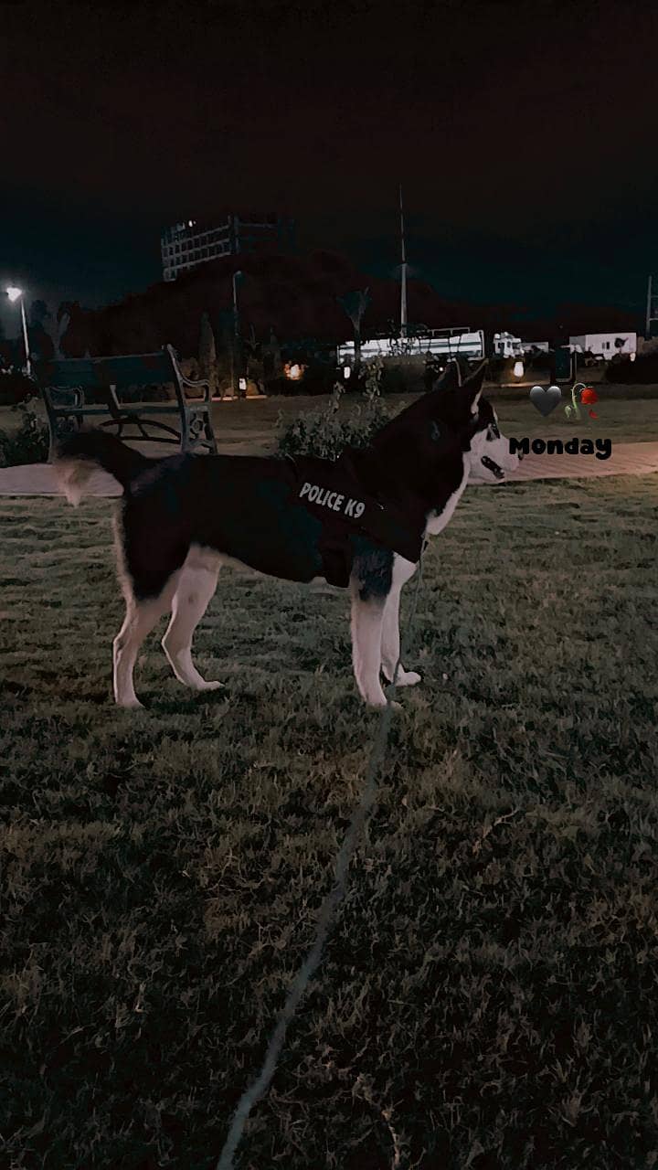 husky 0