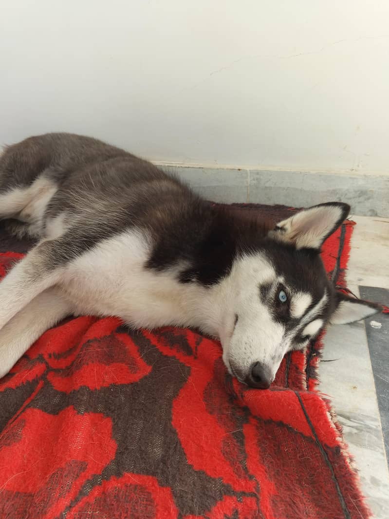 husky 1