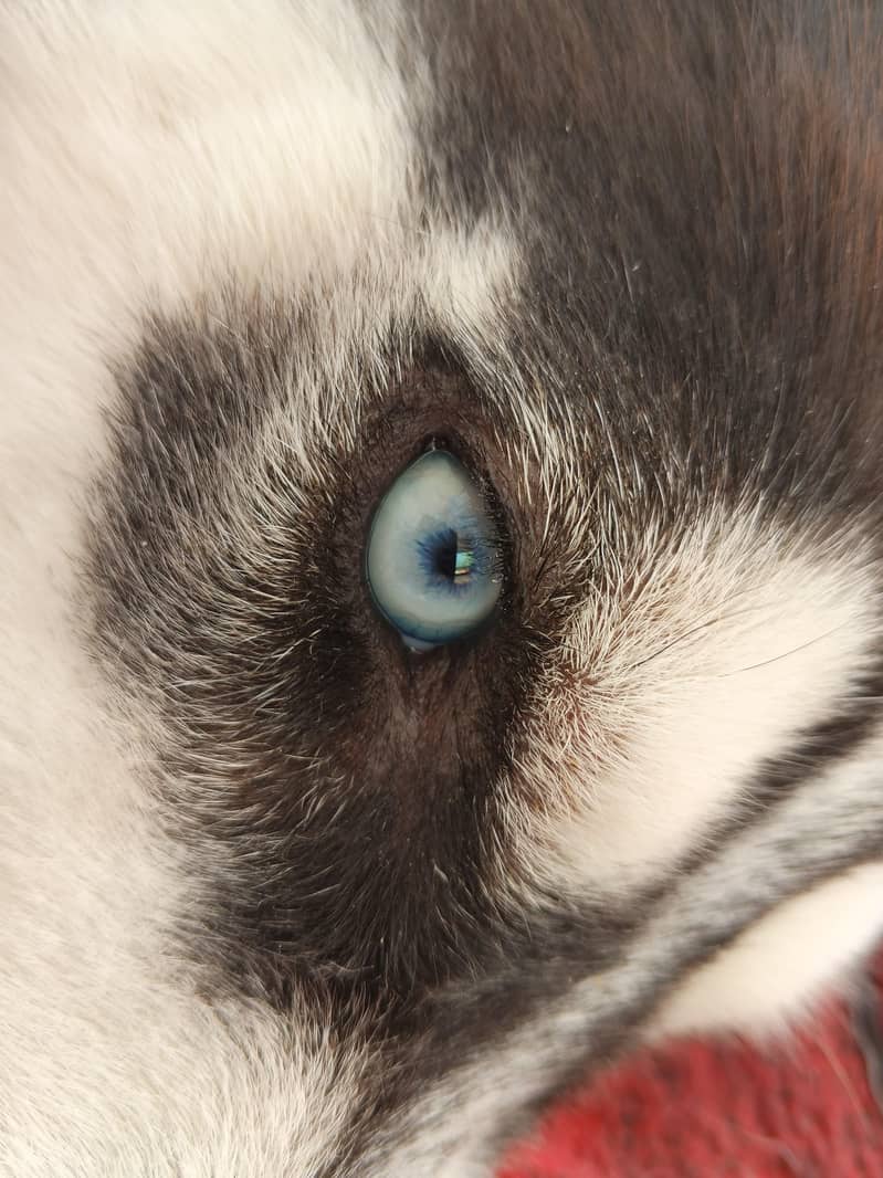 husky 2