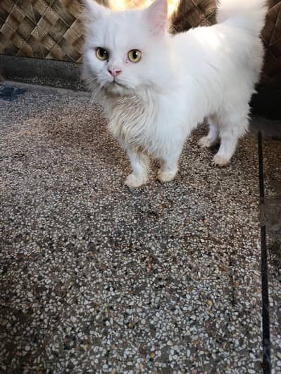 Persian cat