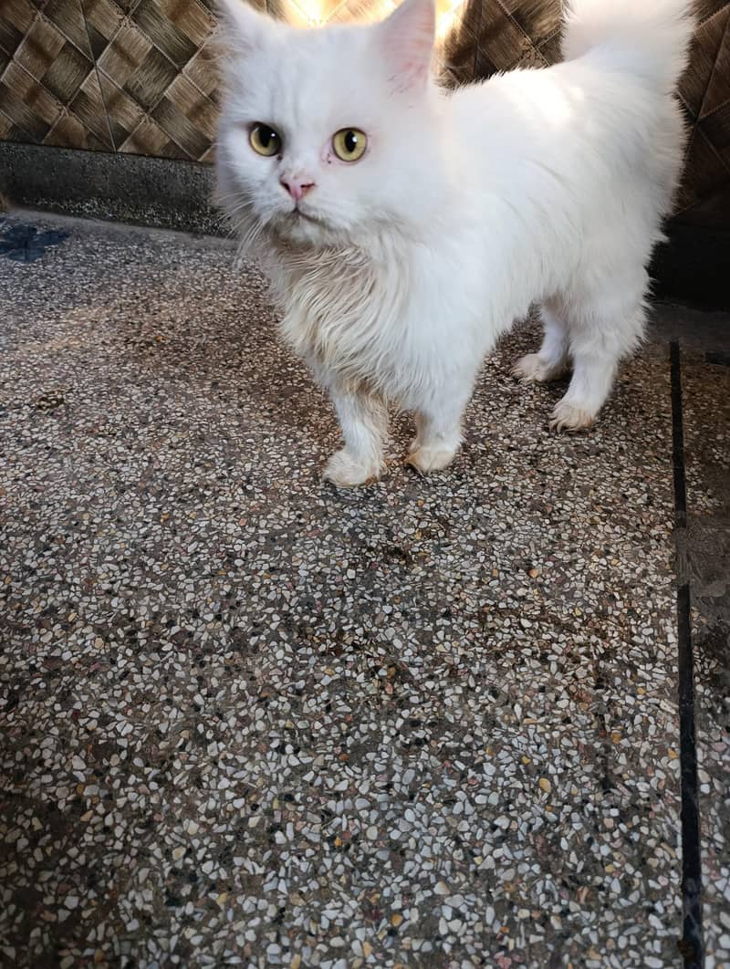 Persian cat 0