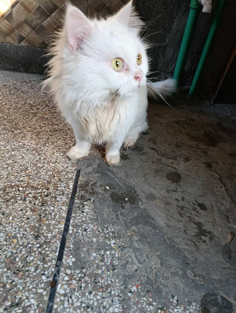 Persian cat 1