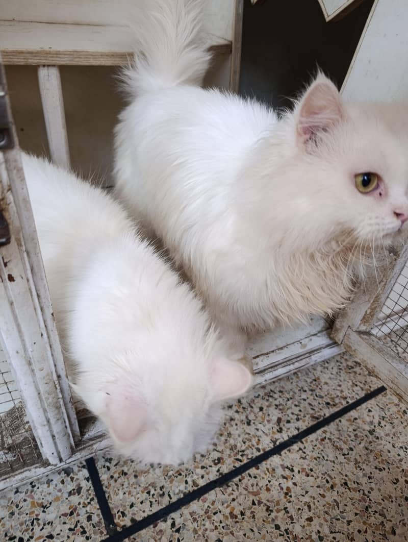 Persian cat 4
