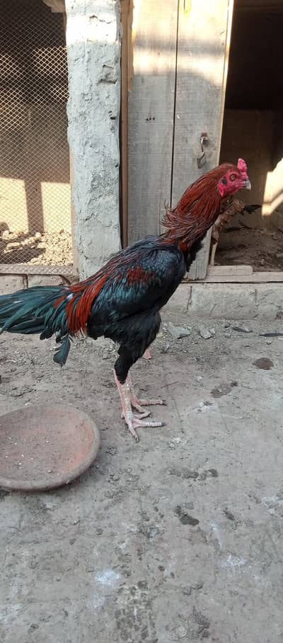 aseel gher k shop l liya rakhy ty time na honey k waja sy sale ker rah