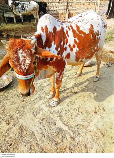 Home Breed Aseel Cow 2,3 Days Remaining