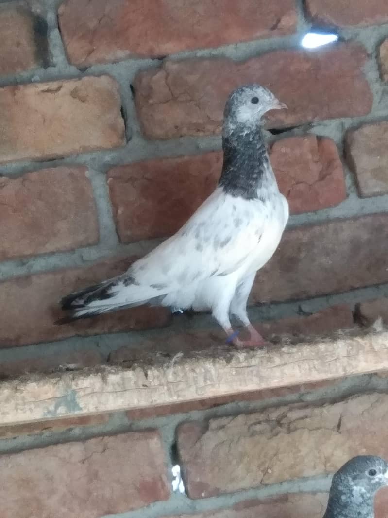 Patchy For sale 1