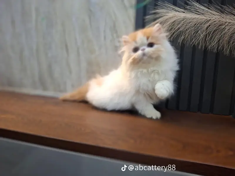 Persian kitten for sale my WhatsApp 03257717094 — photo 3