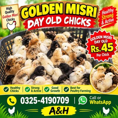 golden misri 5 days chicks for sale broiler chicks also avlb