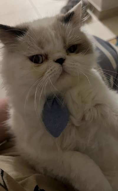 6 month old kitten for sale