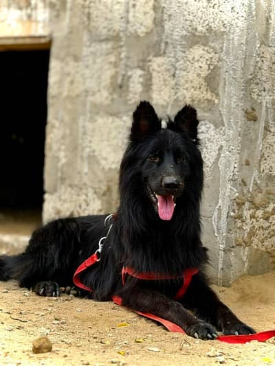 Belgian shepherd male for sale