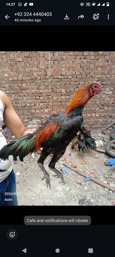 Thai dragon murgay sale Karna ha