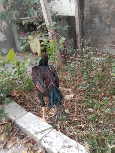 Thailand breed aseel