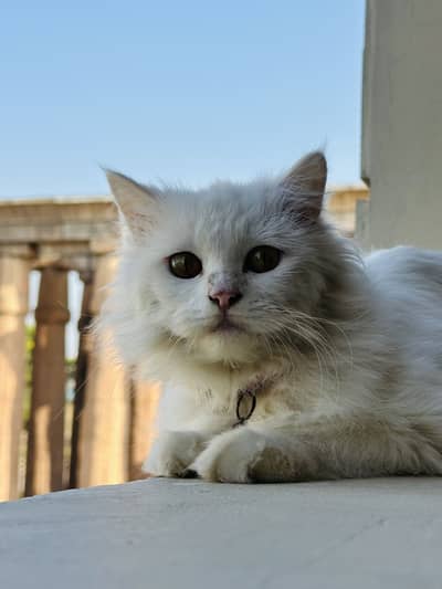 Persian beautiful cat