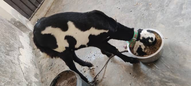 Nagra Nasal Bakra