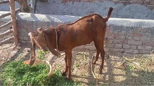 Breader Bakra and Qurbani Donda