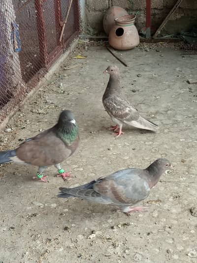 kabuter hen 5