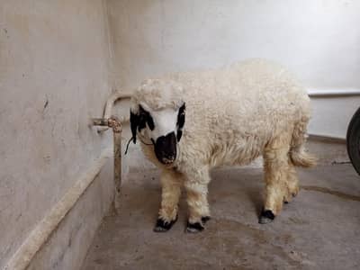 turkish chakki dumba 3.5 month