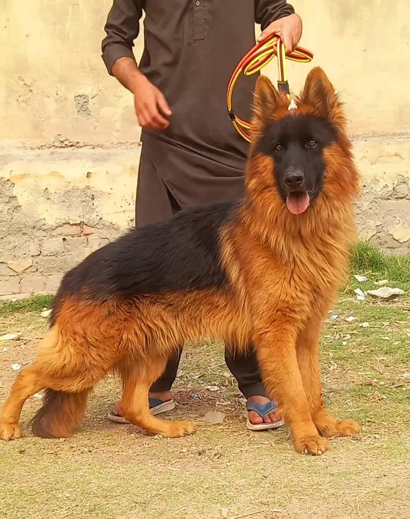 German Shepherd puppies  for sale my WhatsApp03257717094