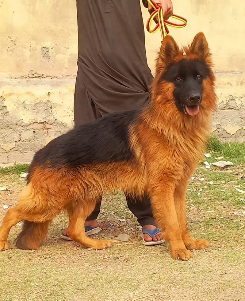 German Shepherd puppies  for sale my WhatsApp03257717094 — photo 2